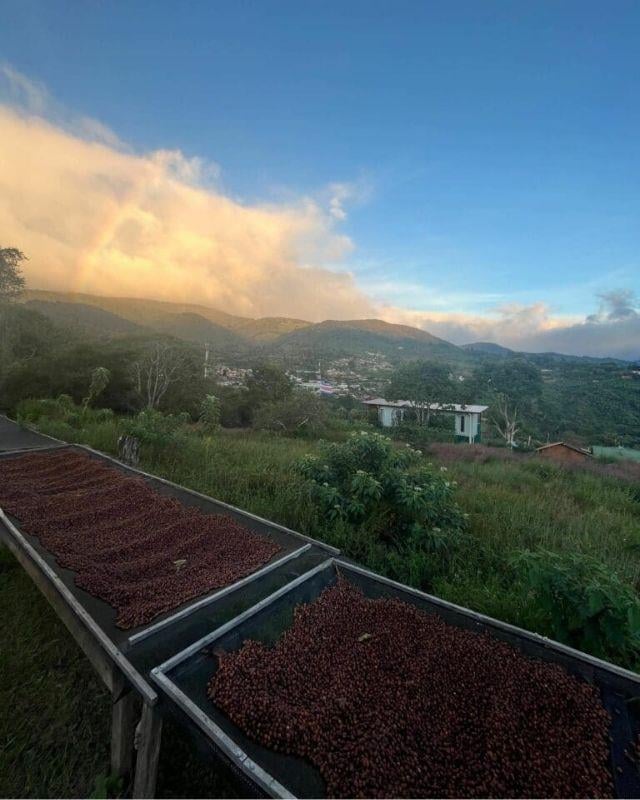 Costa Rica / Juanachute / Anaerobic Natural