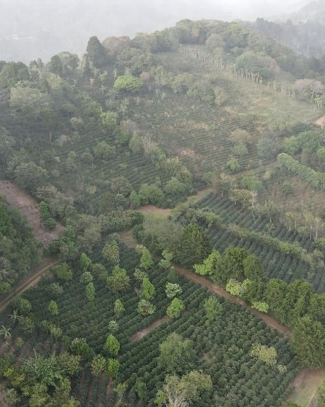 Costa Rica / La Isla / Honey Process