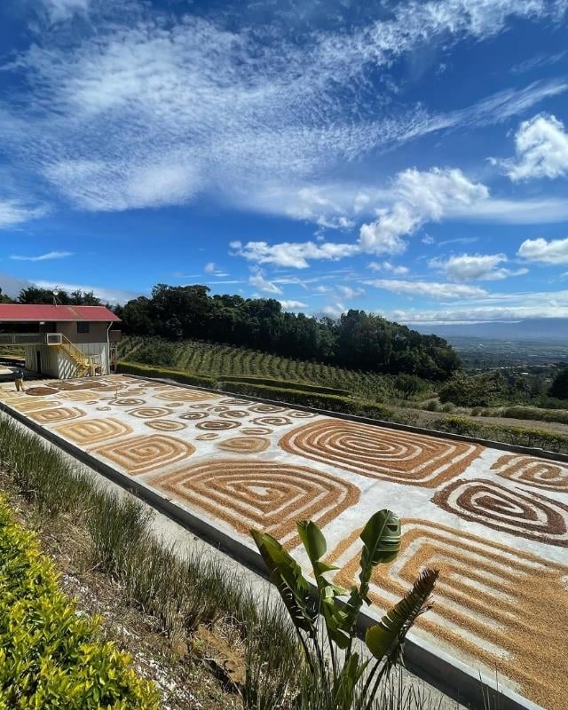 Costa Rica / La Isla / Honey Process