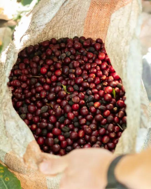 El Salvador / Finca Atzumpa / Honey Process