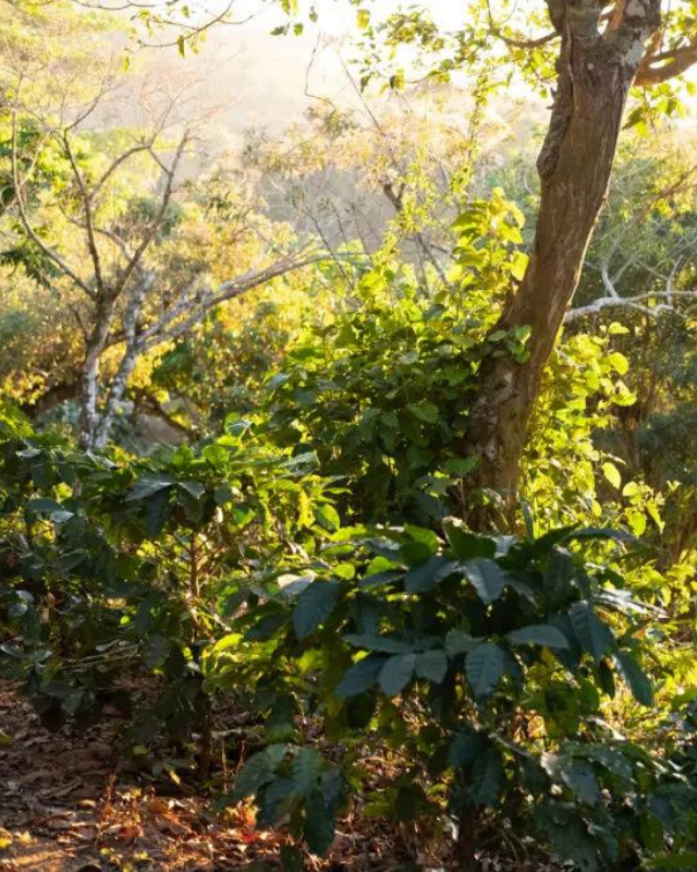 El Salvador / Finca Atzumpa / Honey Process