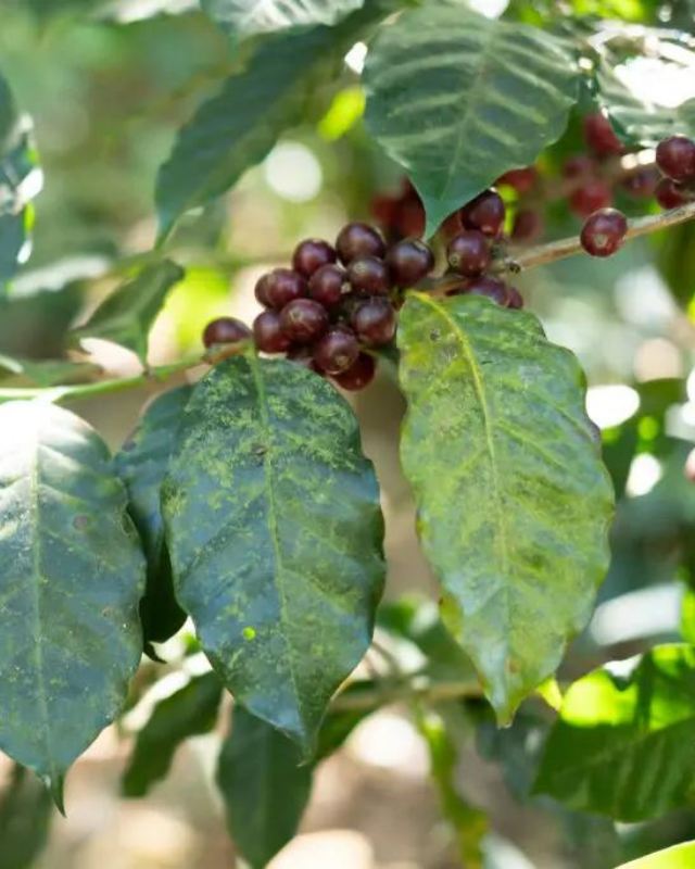 El Salvador / Finca Atzumpa / Honey Process