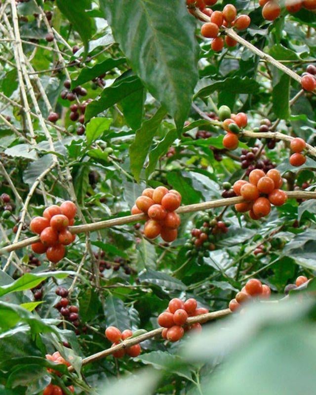 El Salvador / La Esperanza / Heirloom Natural