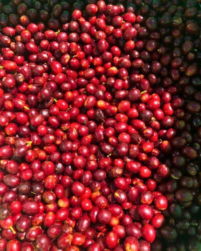 El Salvador / La Esperanza / Heirloom Natural