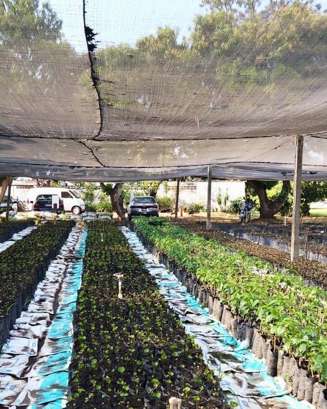 El Salvador / La Esperanza / Heirloom Natural