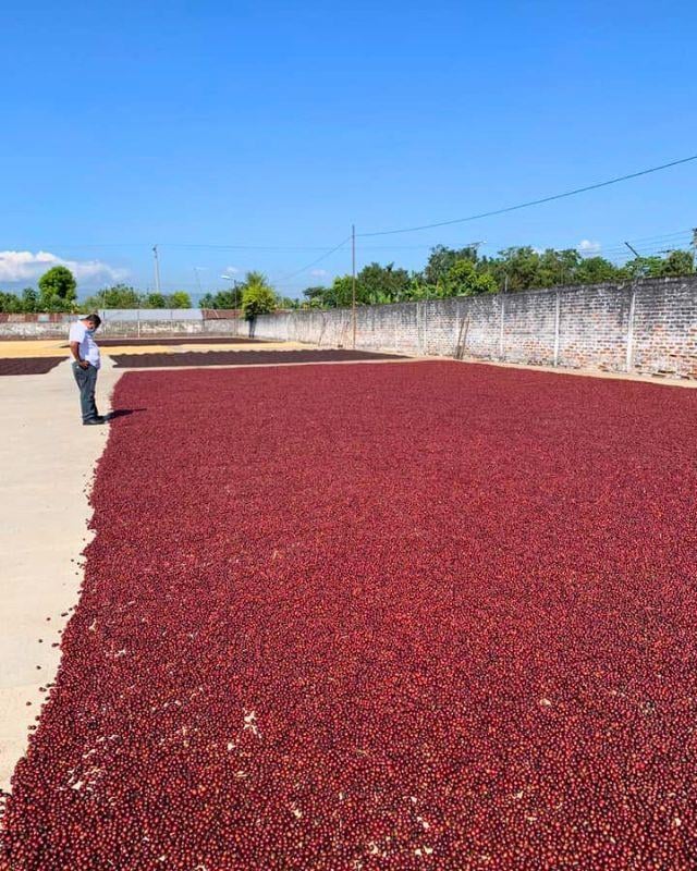 El Salvador / La Esperanza / Heirloom Natural