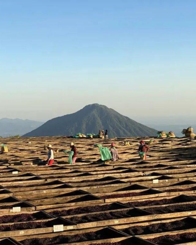 El Salvador / Los Pirineos / Pacamara Honey