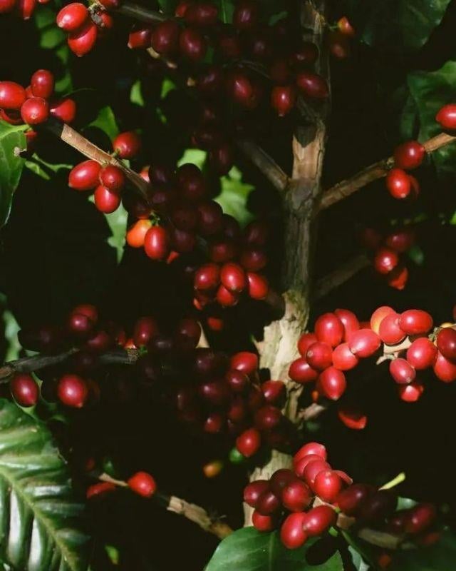 El Salvador / Los Pirineos / Pacamara Honey
