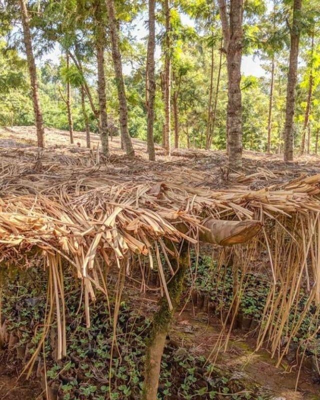 Ethiopia / Acacia / Natural