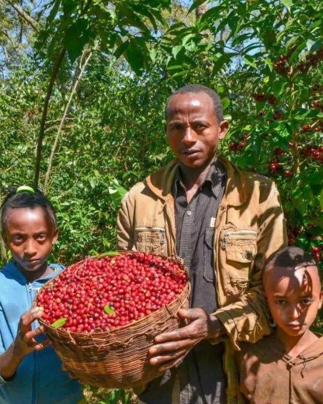 Ethiopia / Acacia / Natural
