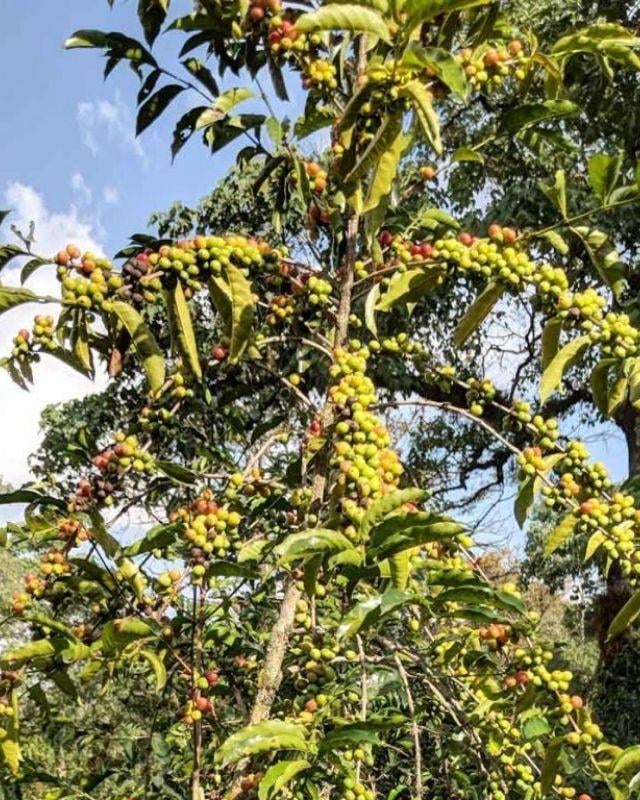 Ethiopia / Acacia / Natural