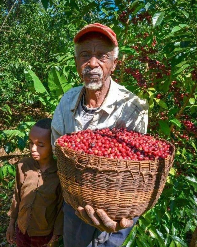 Ethiopia / Acacia / Natural