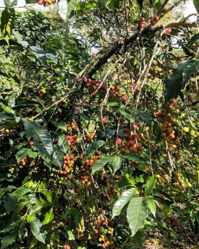 Ethiopia / Acacia / Natural