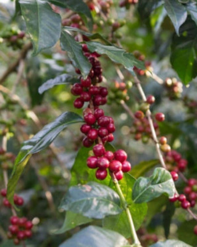 Ethiopia / Gera Farm / Washed