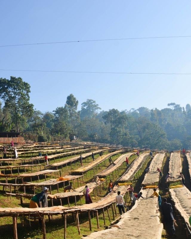 Ethiopia / Gera Farm / Washed