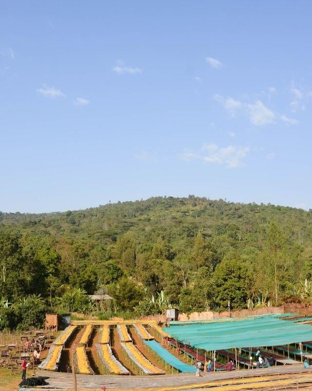 Ethiopia / Gera Farm / Washed