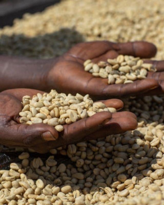 Ethiopia / Gera Farm / Washed