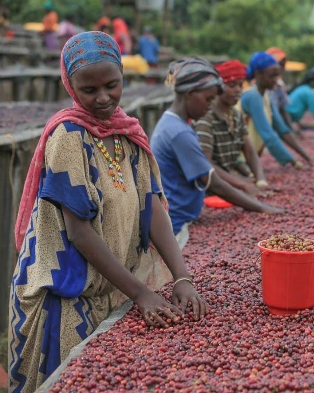 Ethiopia / Hambela Bella / Koji Natural