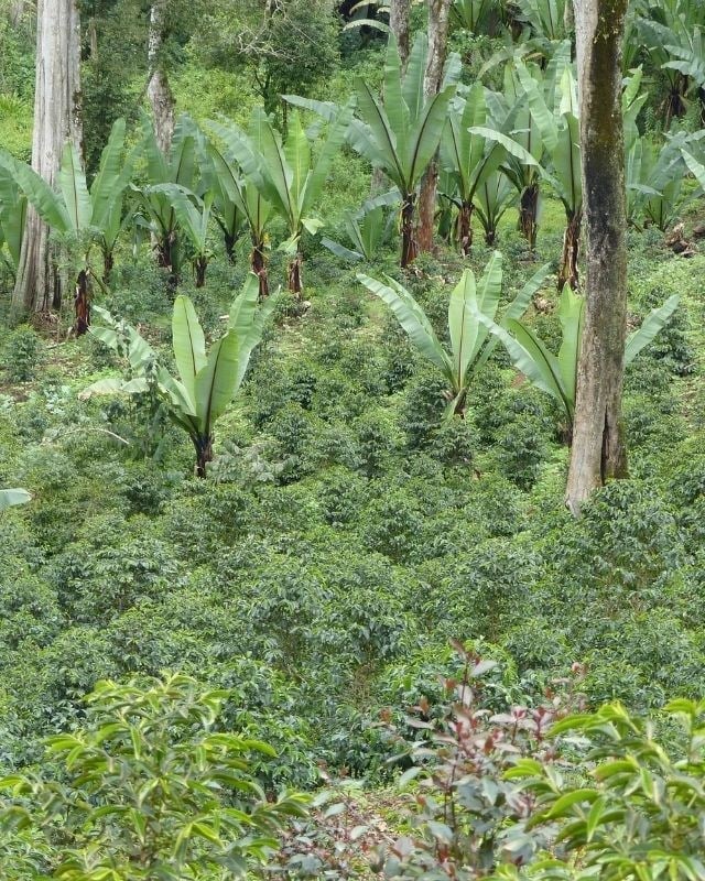 Ethiopia / Hambela Bella / Koji Natural