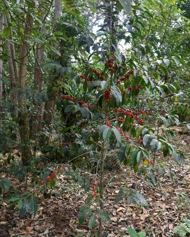 Ethiopia / Hambela Bella / Koji Natural