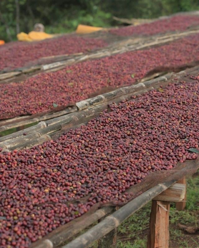 Ethiopia / Hambela Bella / Koji Natural
