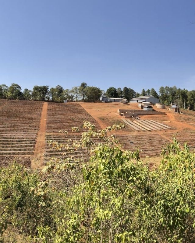 Ethiopia / Hambela Bella / Koji Natural