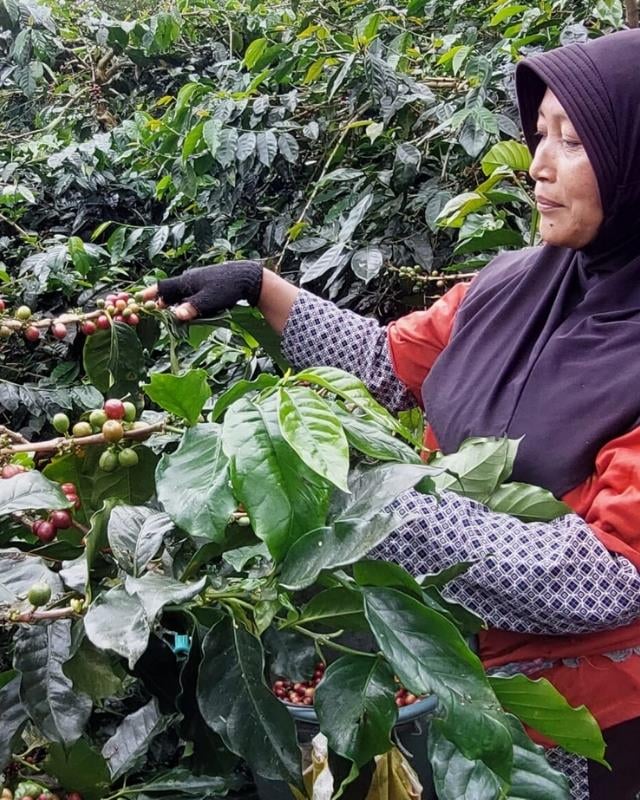 Indonesia / Argopuro / Natural Anaerobic