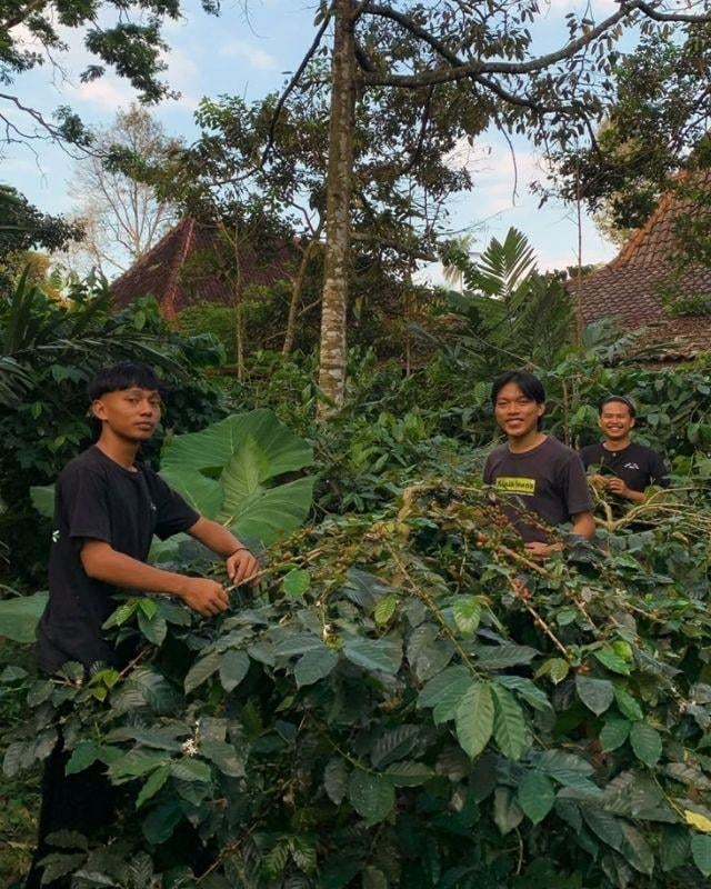 Indonesia / Ciblek / Extended Fermentation