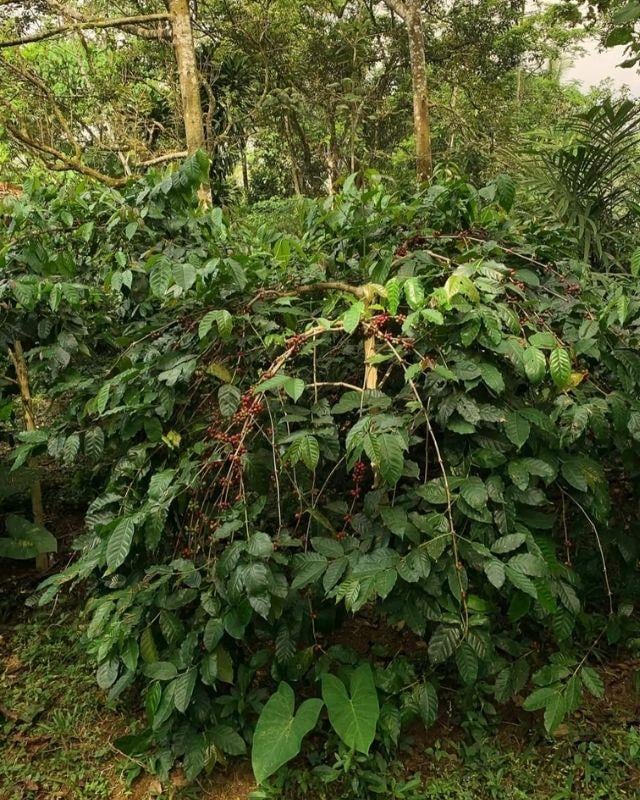 Indonesia / Ciblek / Extended Fermentation