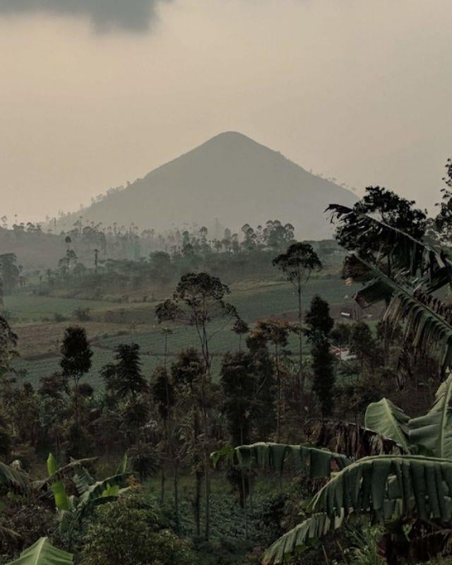 Indonesia / Ciblek / Extended Fermentation