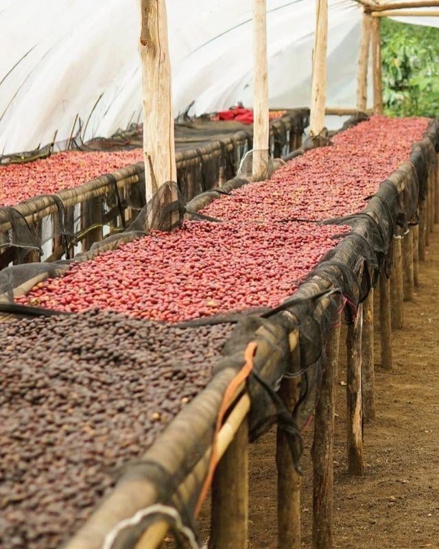 Indonesia / Ciblek / Extended Fermentation