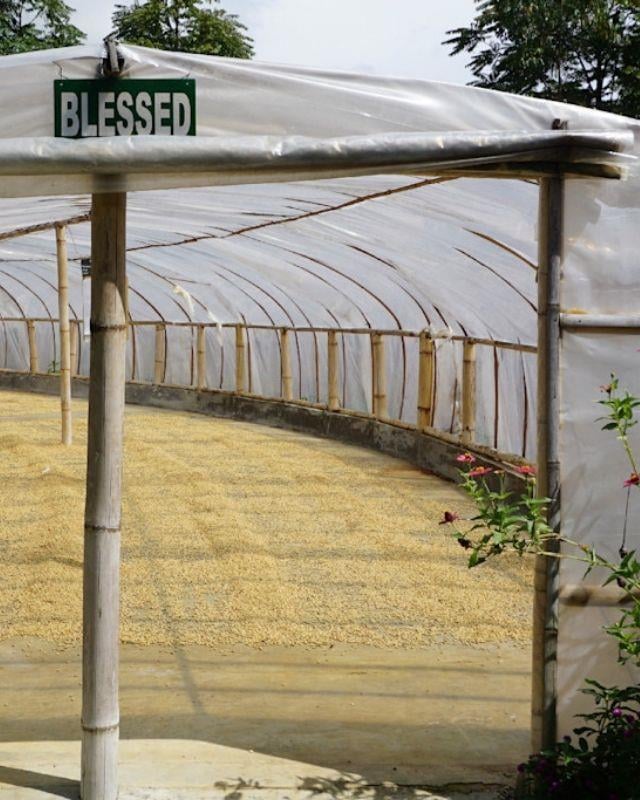 Indonesia / Ciblek / Extended Fermentation
