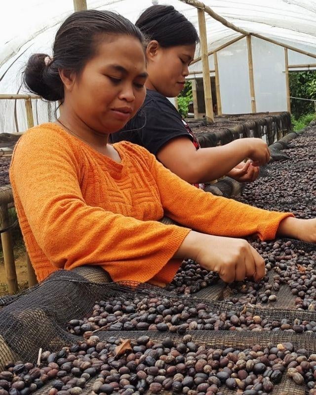 Indonesia / Ciblek / Extended Fermentation