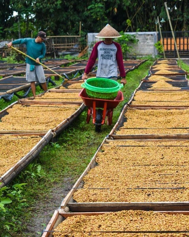 Indonesia / Ijen Lestari / Carbonic Maceration Natural