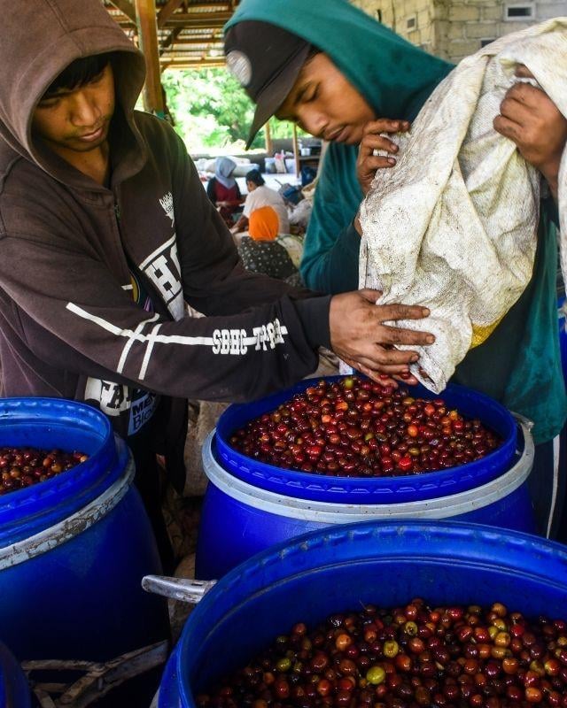 Indonesia / Ijen Lestari / Carbonic Maceration Natural