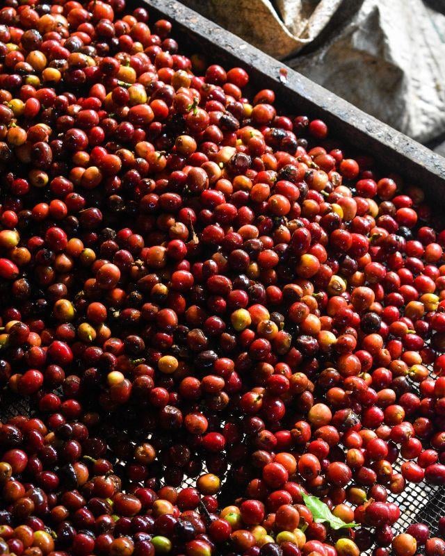 Indonesia / Ijen Lestari / Carbonic Maceration Natural