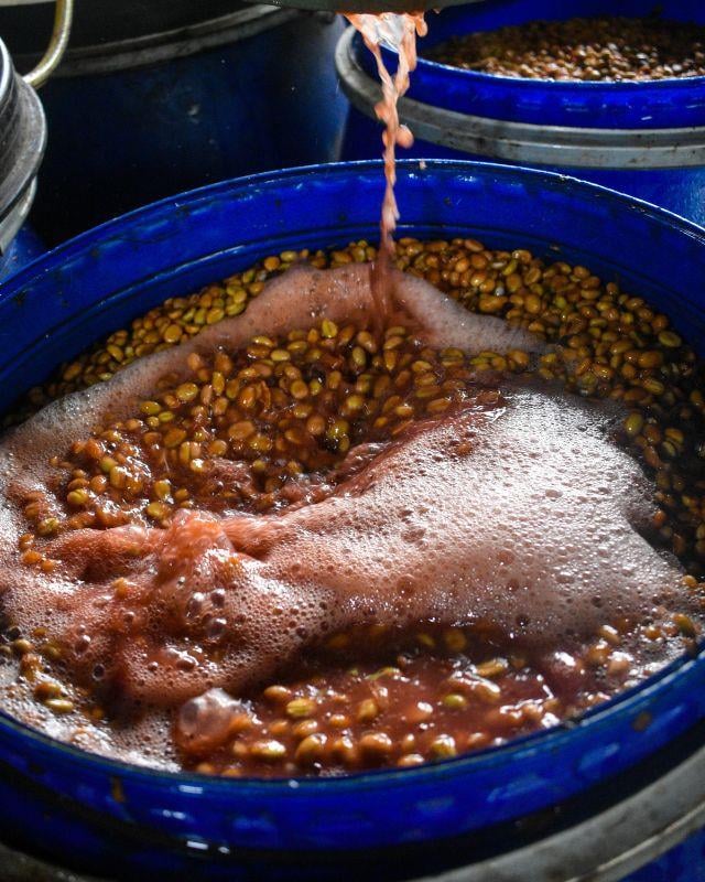 Indonesia / Ijen Lestari / Carbonic Maceration Natural