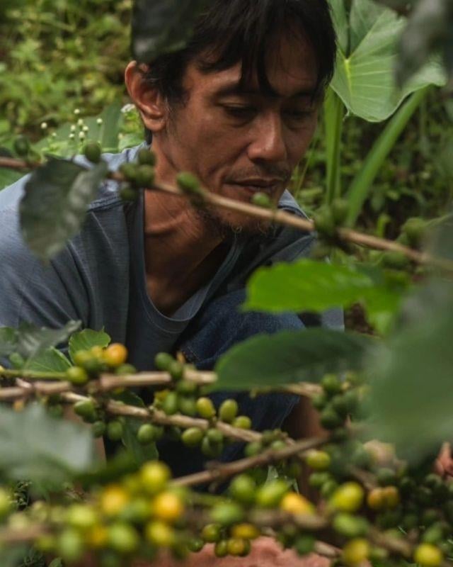 Indonesia / Prau / Double Fermentation Exotic Washed 