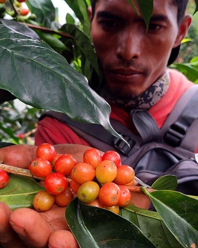 Indonesia / Walida Estate / Hermetic Sealed Natural