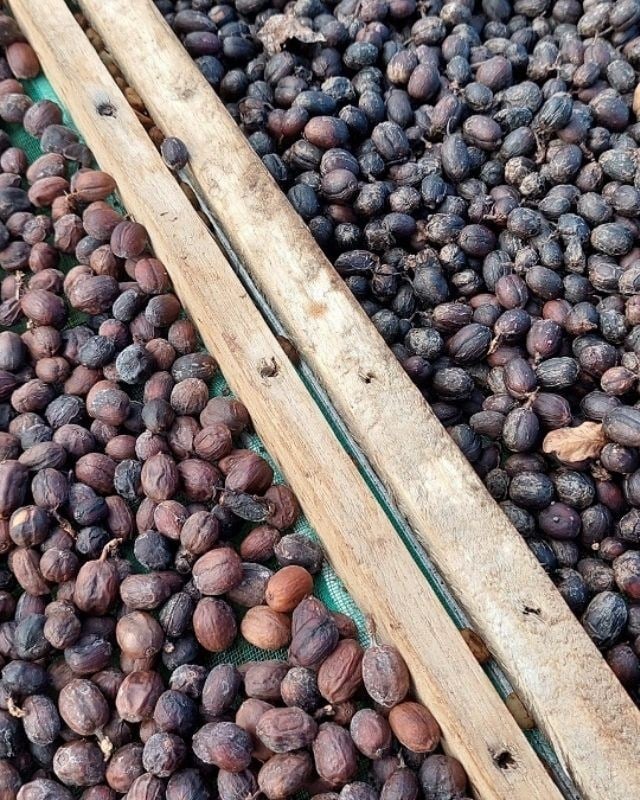 Indonesia / Walida Estate / Hermetic Sealed Natural