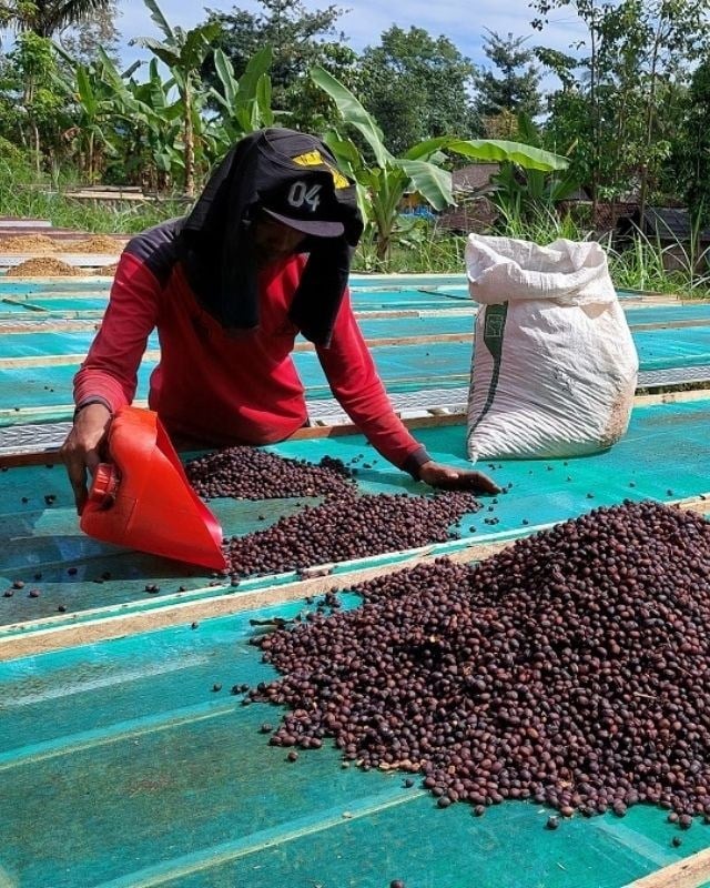 Indonesia / Walida Estate / Hermetic Sealed Natural