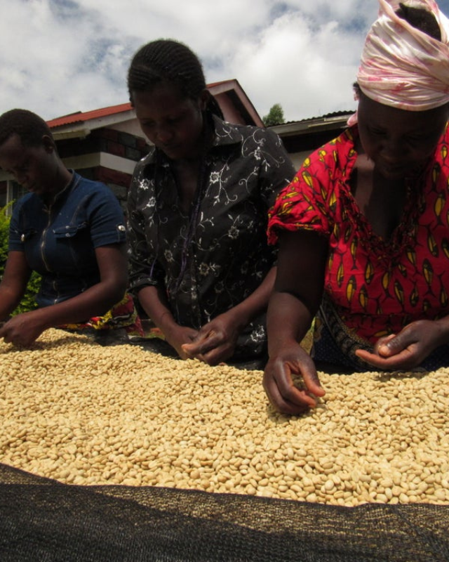 Kenya / Ndaroini / Washed Peaberry
