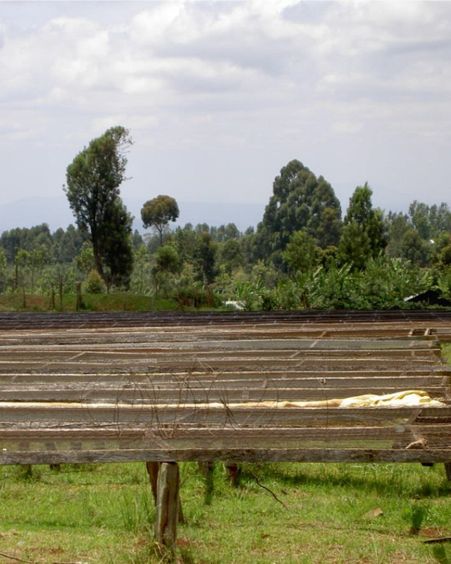 Kenya / Ndaroini / Washed Peaberry