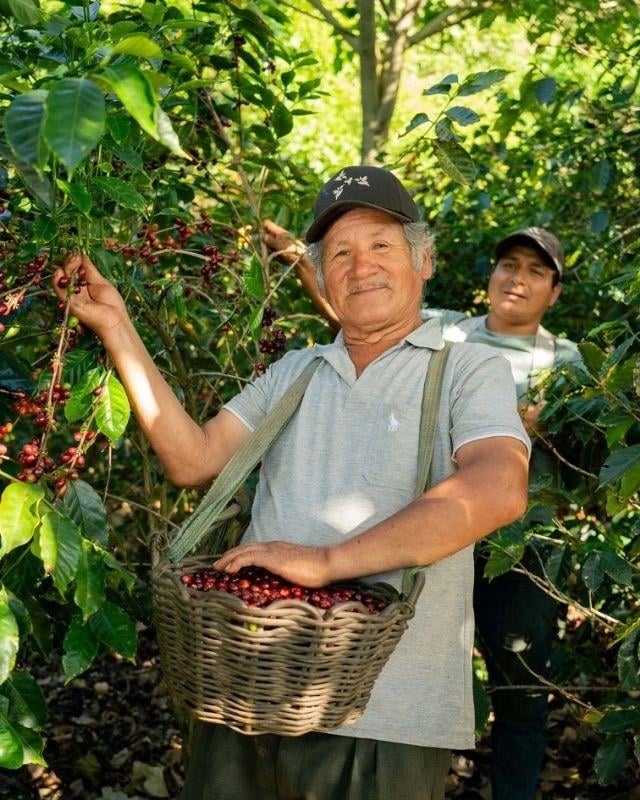 Peru / Aromas Del Valle / Washed