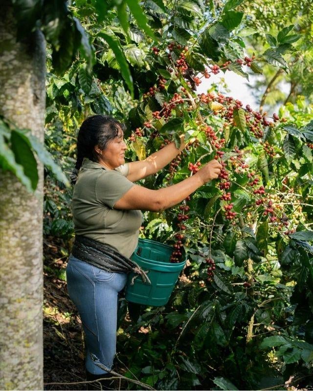 Peru / Aromas Del Valle / Washed
