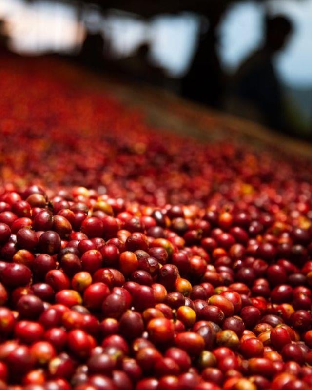 Rwanda / Gisanga / Washed