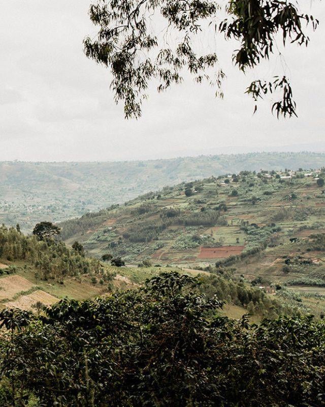 Rwanda / Gisanga / Washed