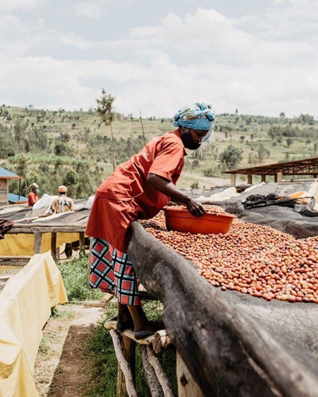 Rwanda / Gisanga / Washed