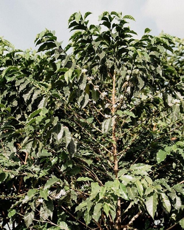 Rwanda / Gisanga / Washed