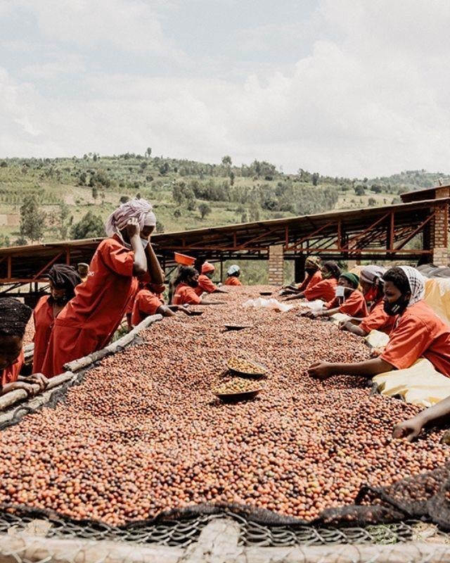 Rwanda / Gisanga / Washed
